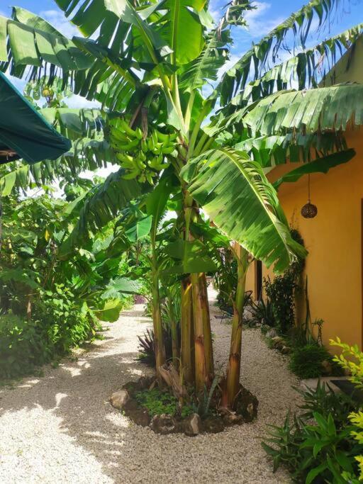 Jungla Bacalar Lägenhet Exteriör bild